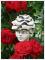 Blumenkind Edelrose